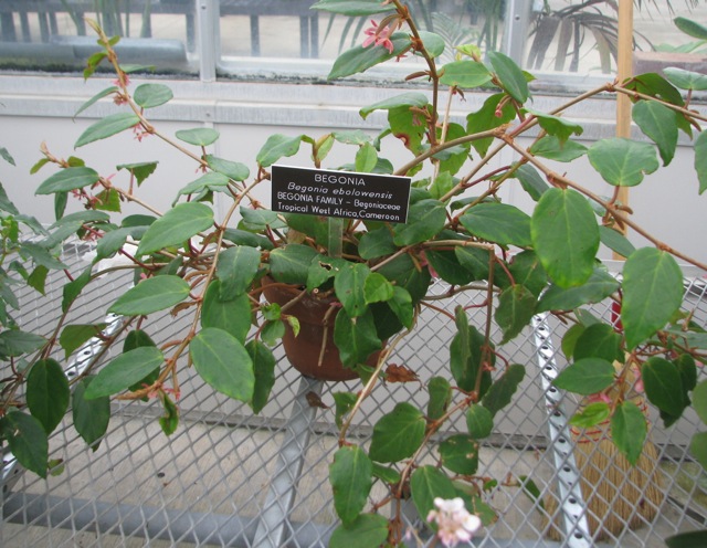 B. ebolowensis